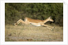 Leaping Impala, Chobe National Park, Botswana by Anonymous