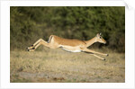 Leaping Impala, Chobe National Park, Botswana by Anonymous
