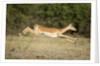 Leaping Impala, Chobe National Park, Botswana by Anonymous