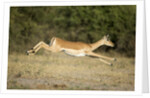 Leaping Impala, Chobe National Park, Botswana by Anonymous