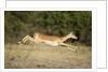Leaping Impala, Chobe National Park, Botswana by Anonymous