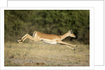 Leaping Impala, Chobe National Park, Botswana by Anonymous