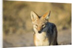 Black-backed Jackal, Nxai Pan National Park,Botswana by Anonymous