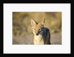 Black-backed Jackal, Nxai Pan National Park,Botswana by Anonymous