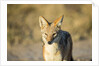Black-backed Jackal, Nxai Pan National Park,Botswana by Anonymous