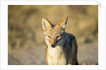 Black-backed Jackal, Nxai Pan National Park,Botswana by Anonymous