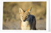 Black-backed Jackal, Nxai Pan National Park,Botswana by Anonymous