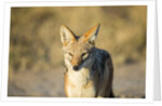 Black-backed Jackal, Nxai Pan National Park,Botswana by Anonymous