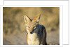 Black-backed Jackal, Nxai Pan National Park,Botswana by Anonymous