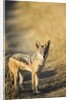 Black-backed Jackal, Nxai Pan National Park,Botswana by Anonymous