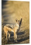 Black-backed Jackal, Nxai Pan National Park,Botswana by Anonymous