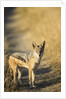 Black-backed Jackal, Nxai Pan National Park,Botswana by Anonymous