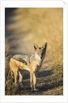 Black-backed Jackal, Nxai Pan National Park,Botswana by Anonymous
