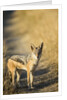 Black-backed Jackal, Nxai Pan National Park,Botswana by Anonymous