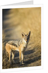 Black-backed Jackal, Nxai Pan National Park,Botswana by Anonymous