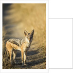 Black-backed Jackal, Nxai Pan National Park,Botswana by Anonymous