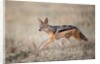 Black-backed Jackal, Chobe National Park,Botswana by Anonymous