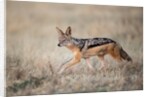 Black-backed Jackal, Chobe National Park,Botswana by Anonymous