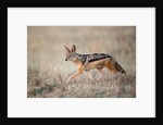 Black-backed Jackal, Chobe National Park,Botswana by Anonymous