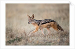 Black-backed Jackal, Chobe National Park,Botswana by Anonymous