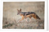 Black-backed Jackal, Chobe National Park,Botswana by Anonymous