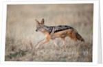 Black-backed Jackal, Chobe National Park,Botswana by Anonymous