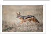 Black-backed Jackal, Chobe National Park,Botswana by Anonymous