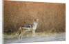 Black-backed Jackal, Chobe National Park,Botswana by Anonymous