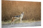 Black-backed Jackal, Chobe National Park,Botswana by Anonymous
