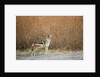 Black-backed Jackal, Chobe National Park,Botswana by Anonymous