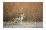 Black-backed Jackal, Chobe National Park,Botswana by Anonymous