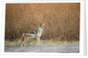 Black-backed Jackal, Chobe National Park,Botswana by Anonymous