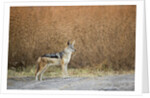 Black-backed Jackal, Chobe National Park,Botswana by Anonymous