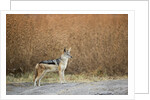 Black-backed Jackal, Chobe National Park,Botswana by Anonymous