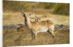 Lechwe, Moremi Game Reserve, Botswana by Anonymous