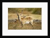 Lechwe, Moremi Game Reserve, Botswana by Anonymous