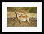 Lechwe, Moremi Game Reserve, Botswana by Anonymous