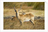 Lechwe, Moremi Game Reserve, Botswana by Anonymous