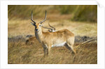 Lechwe, Moremi Game Reserve, Botswana by Anonymous