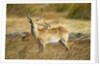 Lechwe, Moremi Game Reserve, Botswana by Anonymous