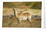 Lechwe, Moremi Game Reserve, Botswana by Anonymous
