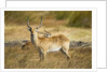 Lechwe, Moremi Game Reserve, Botswana by Anonymous
