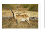 Lechwe, Moremi Game Reserve, Botswana by Anonymous