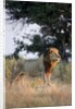 Male Lion, Moremi Game Reserve, Botswana by Anonymous