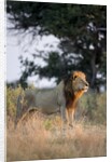 Male Lion, Moremi Game Reserve, Botswana by Anonymous