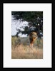 Male Lion, Moremi Game Reserve, Botswana by Anonymous