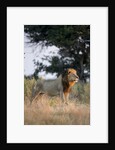 Male Lion, Moremi Game Reserve, Botswana by Anonymous