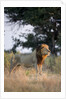 Male Lion, Moremi Game Reserve, Botswana by Anonymous