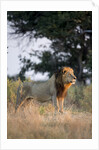 Male Lion, Moremi Game Reserve, Botswana by Anonymous