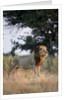 Male Lion, Moremi Game Reserve, Botswana by Anonymous